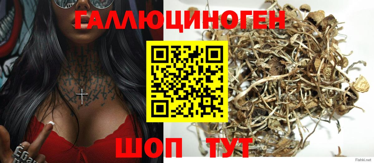 где купить наркотик  Галлюциногенные грибы Magic Shrooms  Вход с VPN  Славгород 